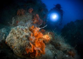 Devolver al mar, lo que es del mar: la estrategia sostenible de BMW que nada tiene que ver con los coches